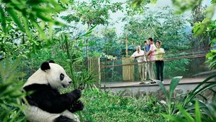 Panda safari: A captivating family moment, discovering enchantment amidst nature's beauty. An unforgettable, heartwarming experience.